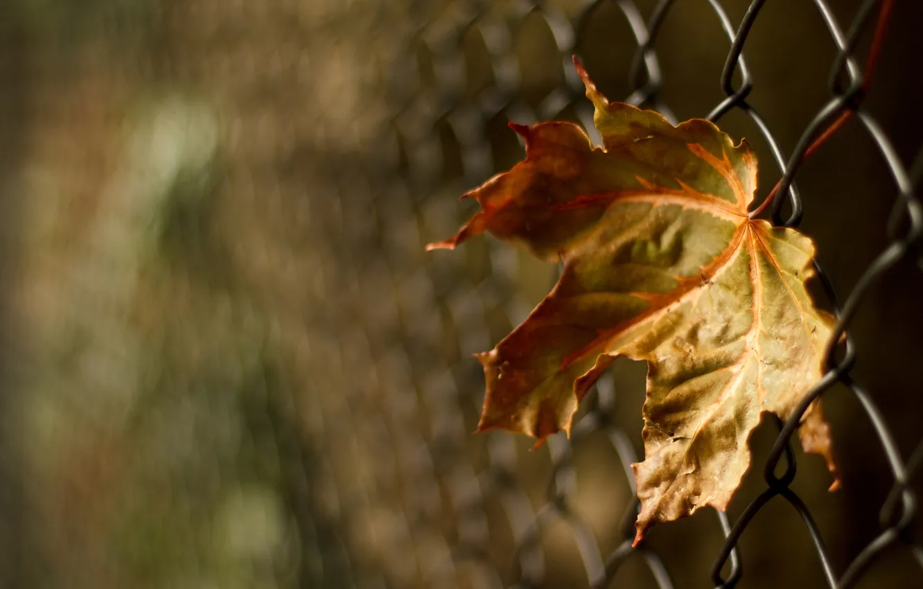 Photo wallpaper autumn, leaves, macro, mesh