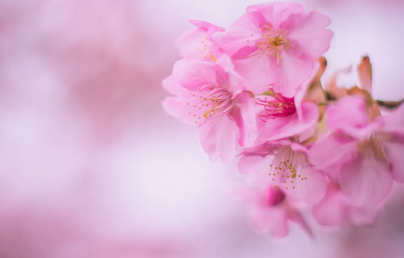 Photo wallpaper cherry, pink, Sakura