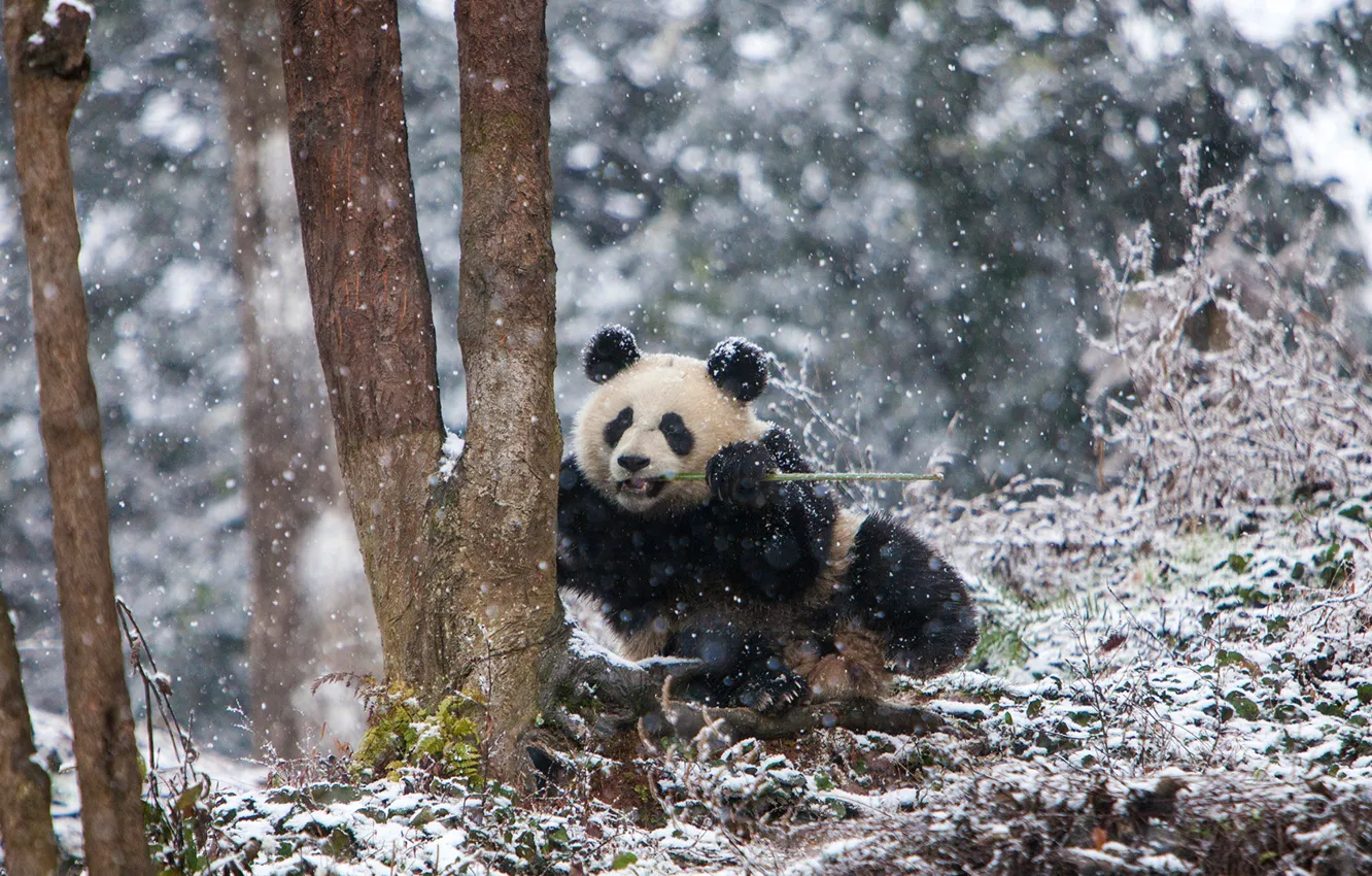 Photo wallpaper forest, bear, snow, tree, animal, panda, mammal, outdoor