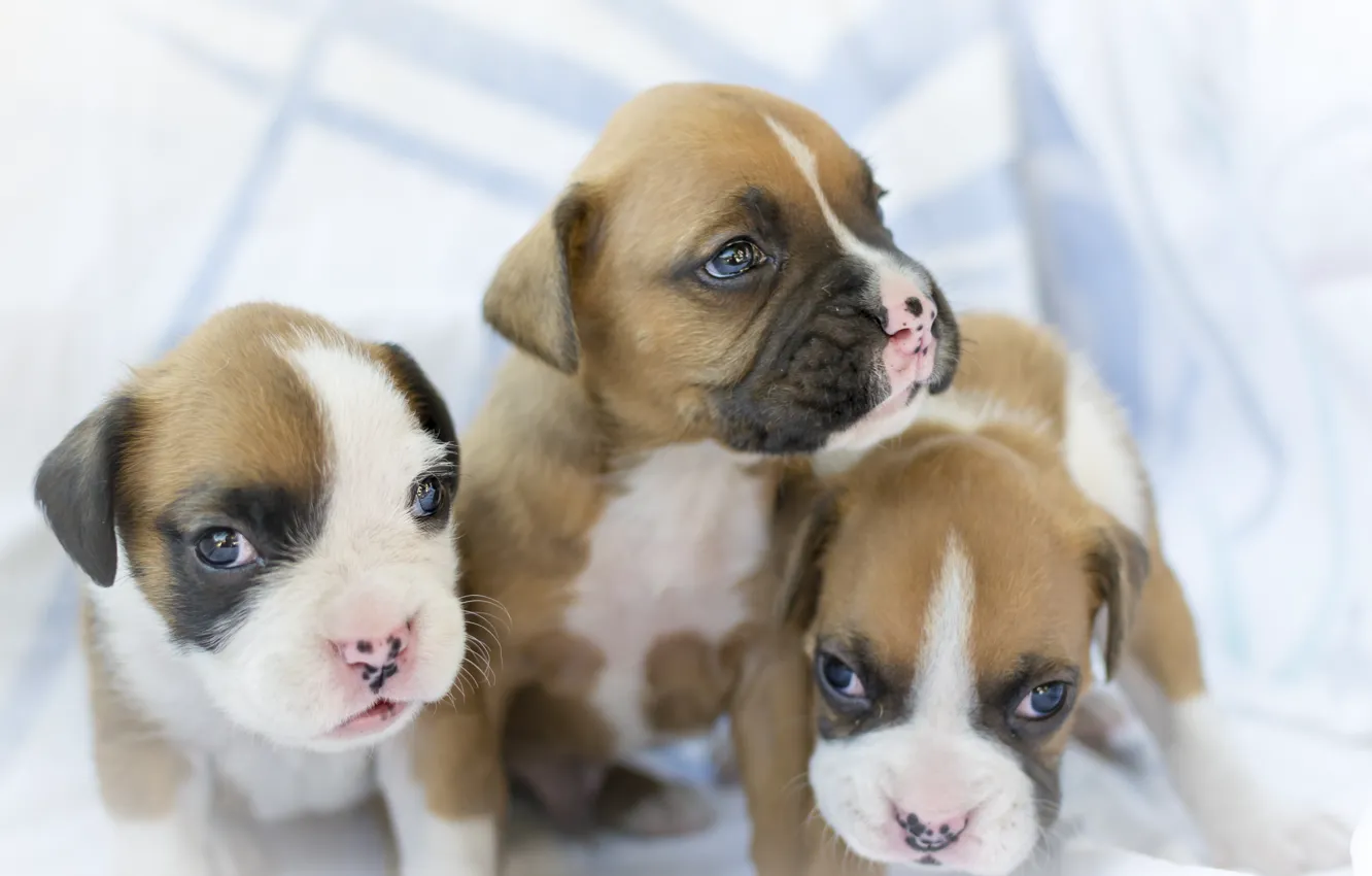 Photo wallpaper dog, baby, puppy, trio, boxer, Trinity