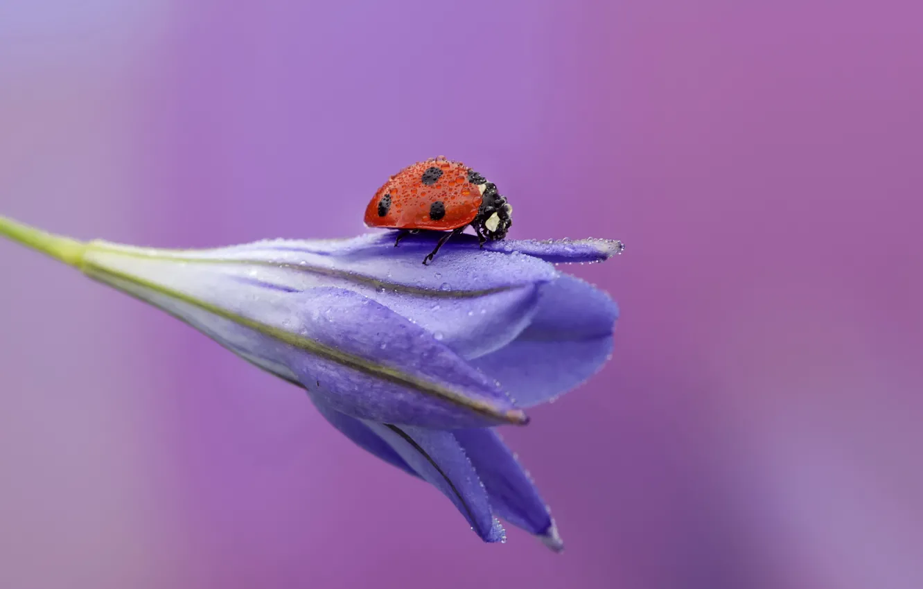 Photo wallpaper flower, drops, Rosa, background, ladybug