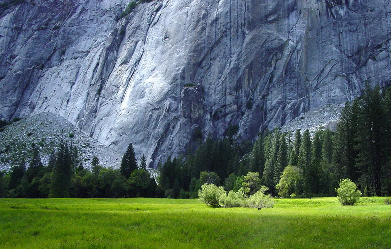 Photo wallpaper forest, grass, granite rocks, Yosemite