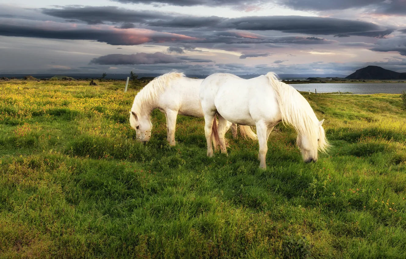 Photo wallpaper horses, horse, pasture, meadow, pair, white, two