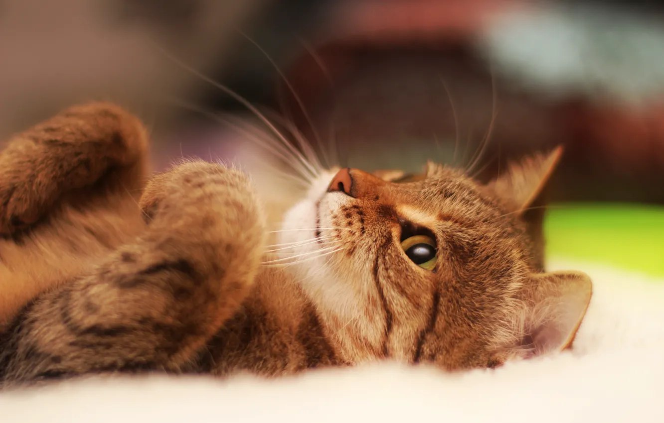 Photo wallpaper cat, portrait, lies
