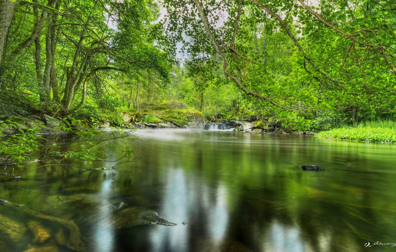 Photo wallpaper forest, trees, pond, foliage