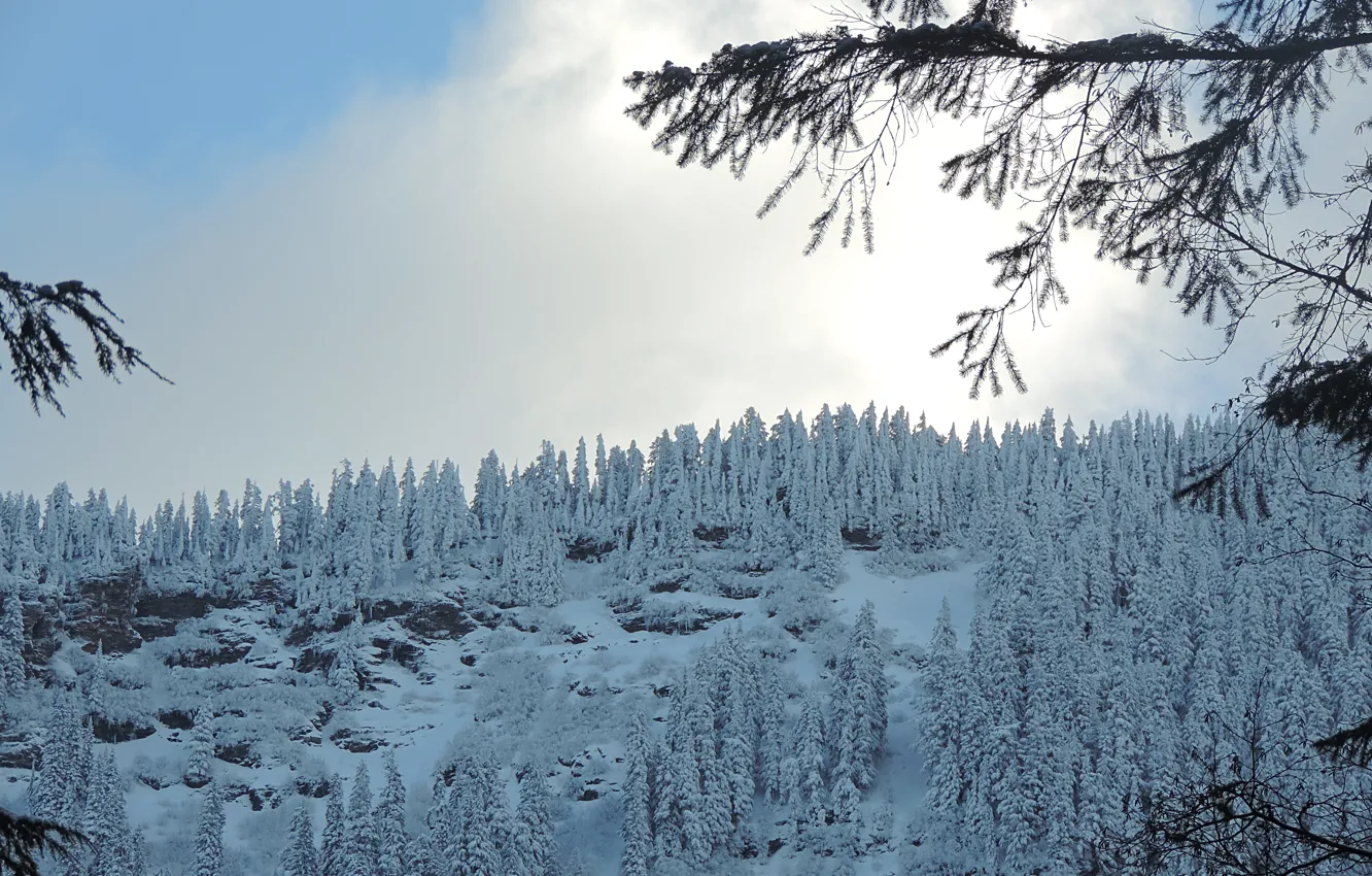 Photo wallpaper winter, forest, snow, nature, frost, forest, Nature, sky