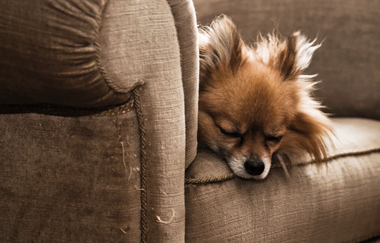 Photo wallpaper sleep, chair, dog