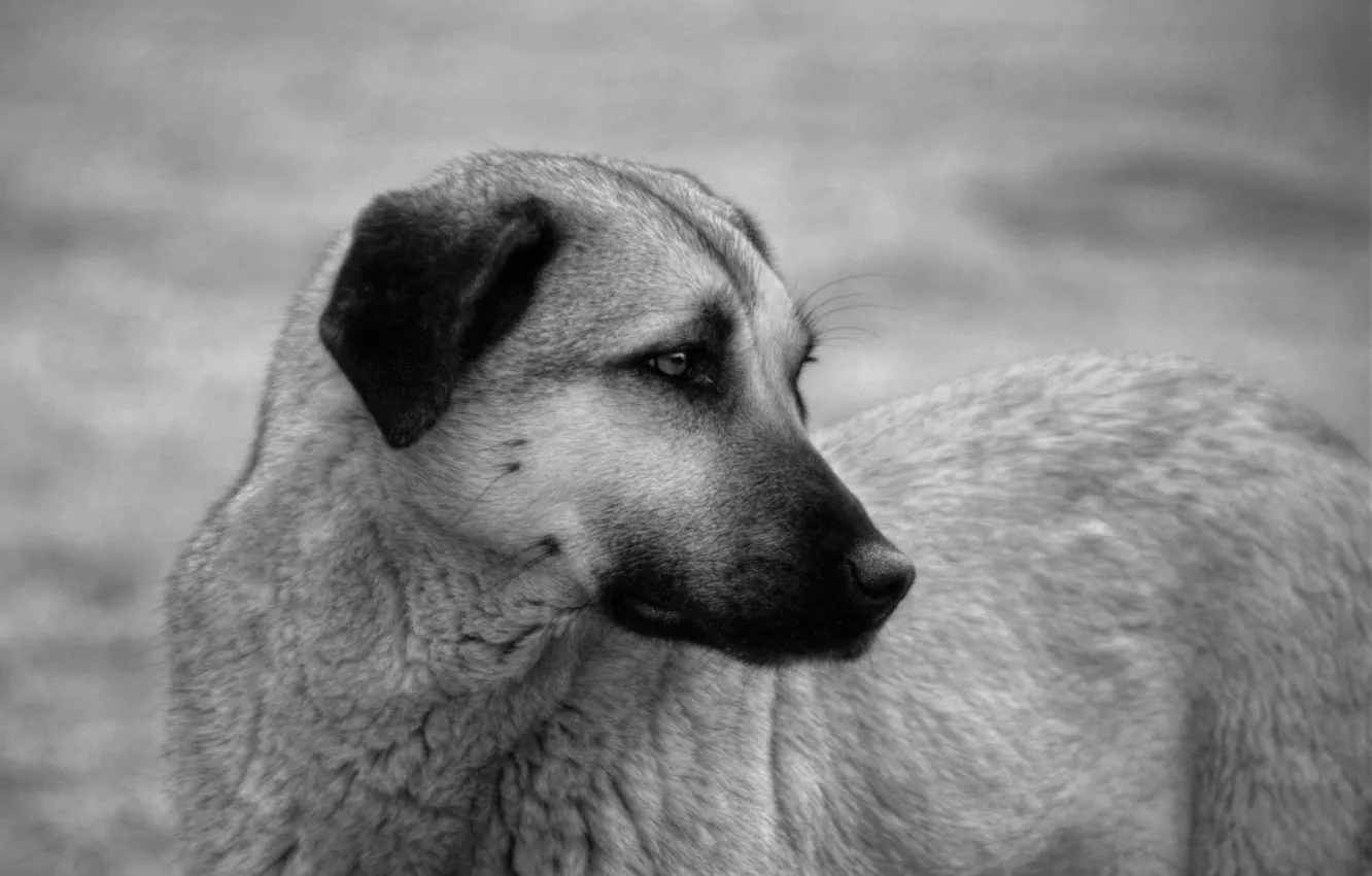 Photo wallpaper sadness, look, dog, dog