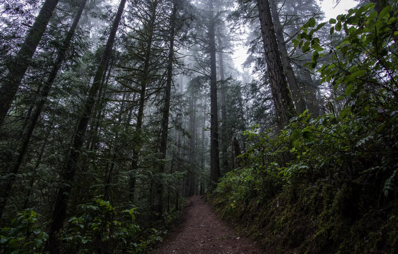 Photo wallpaper forest, trees, nature, Canada, Canada, British Columbia, path, British Columbia