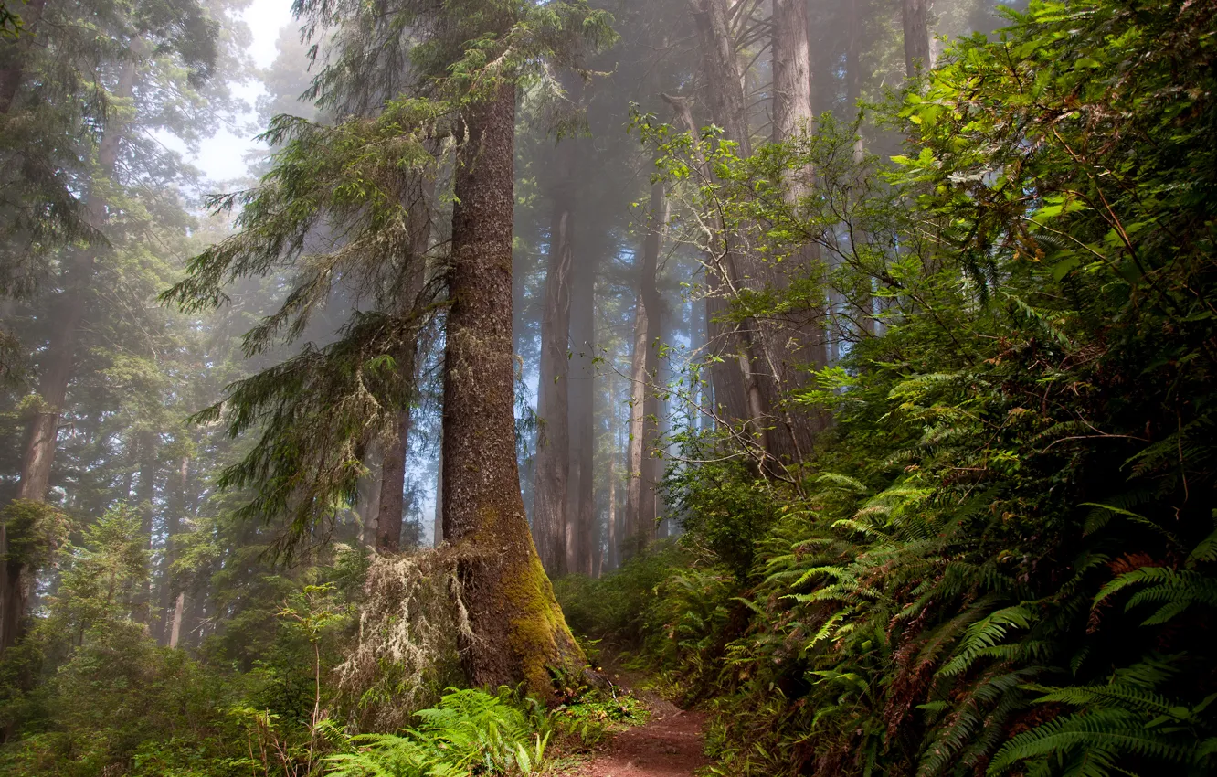 Photo wallpaper forest, nature, trail, ferns
