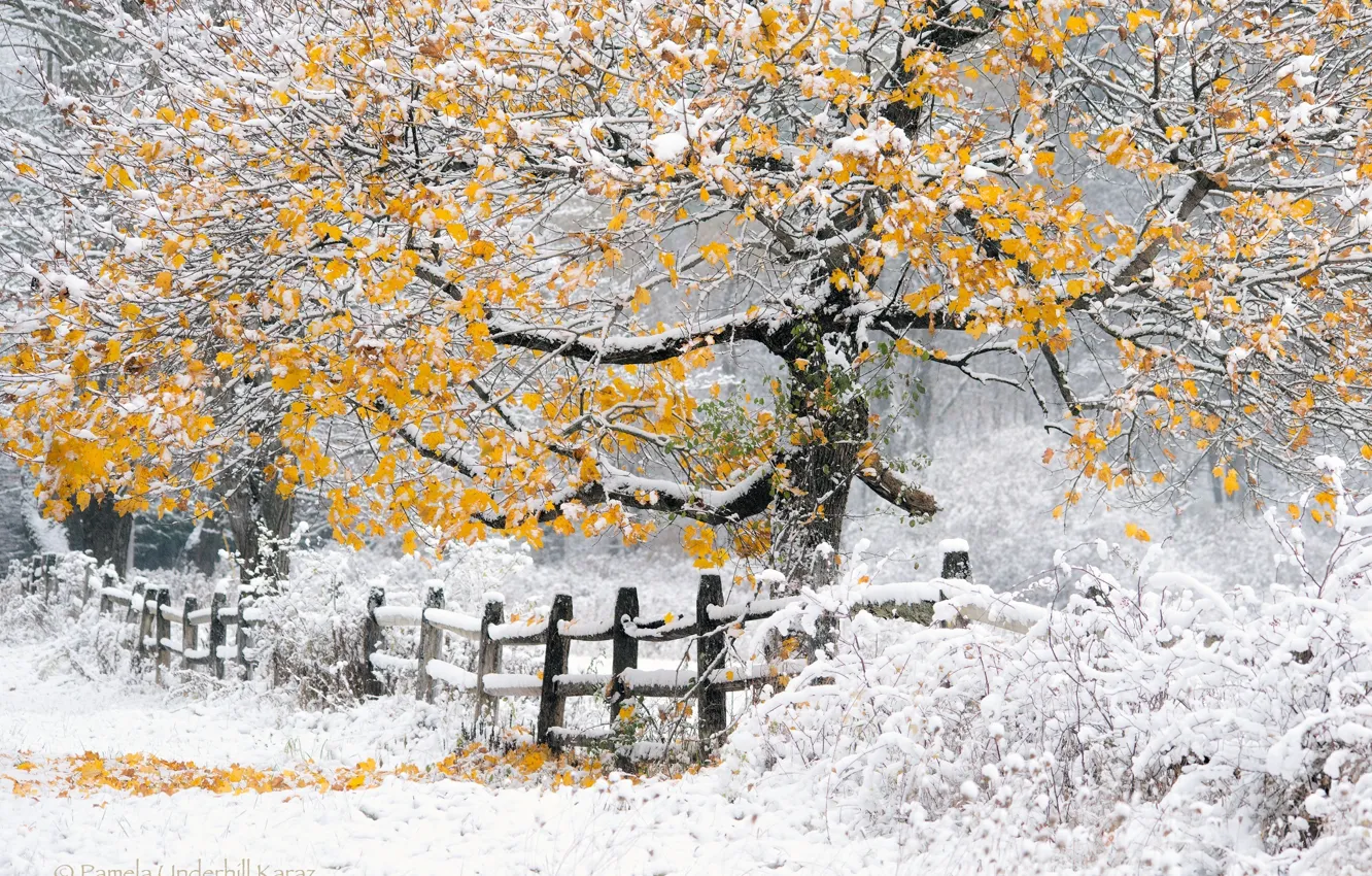 Photo wallpaper winter, autumn, snow, tree, the fence, Nature, yellow foliage