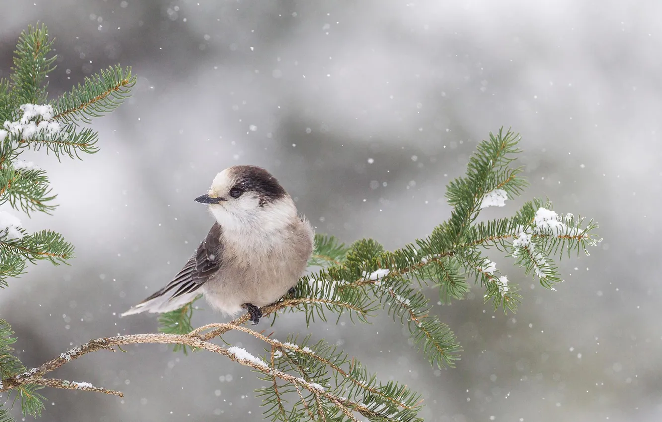 Photo wallpaper snow, bird, branch, Ontario, canadian Jay, canadian range