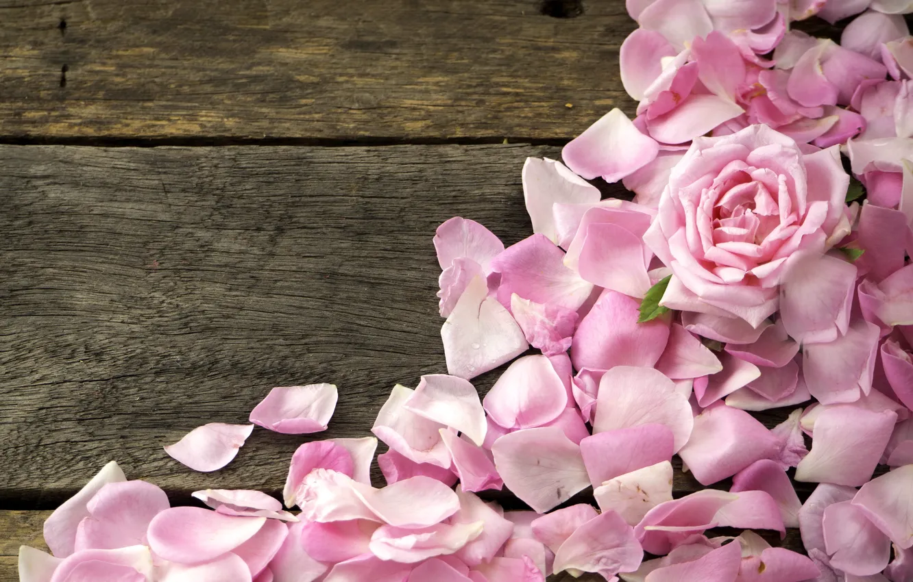 Photo wallpaper roses, petals, pink, wood, pink, flowers, petals, roses