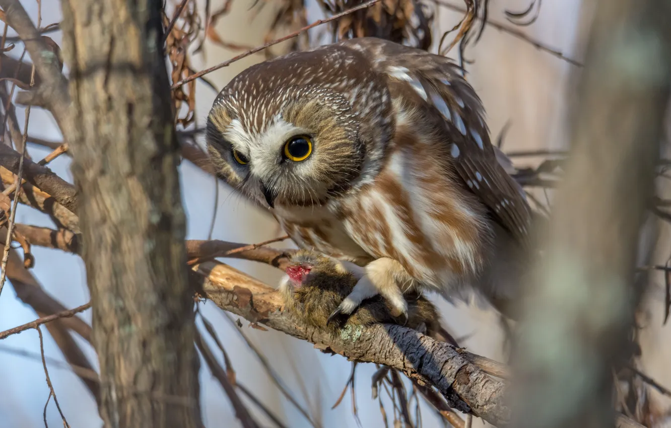 Photo wallpaper light, branches, nature, owl, bird, mining, owl