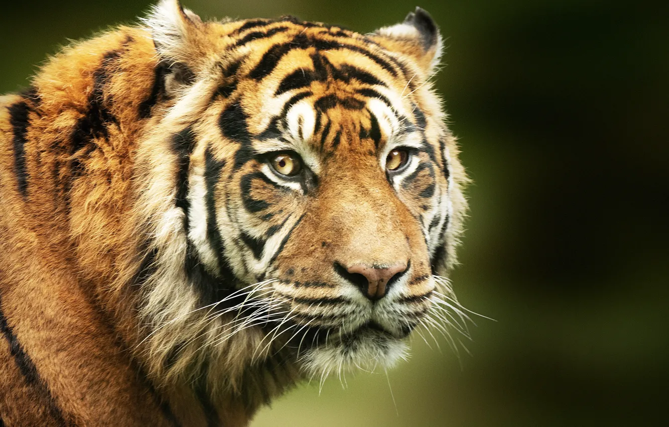 Photo wallpaper look, face, tiger, background, portrait, predator, wild cat