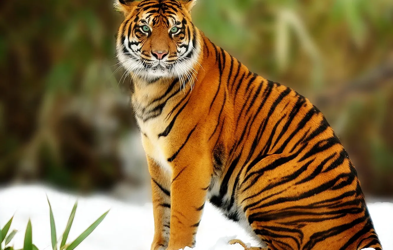 Photo wallpaper predator, Tiger, big cat