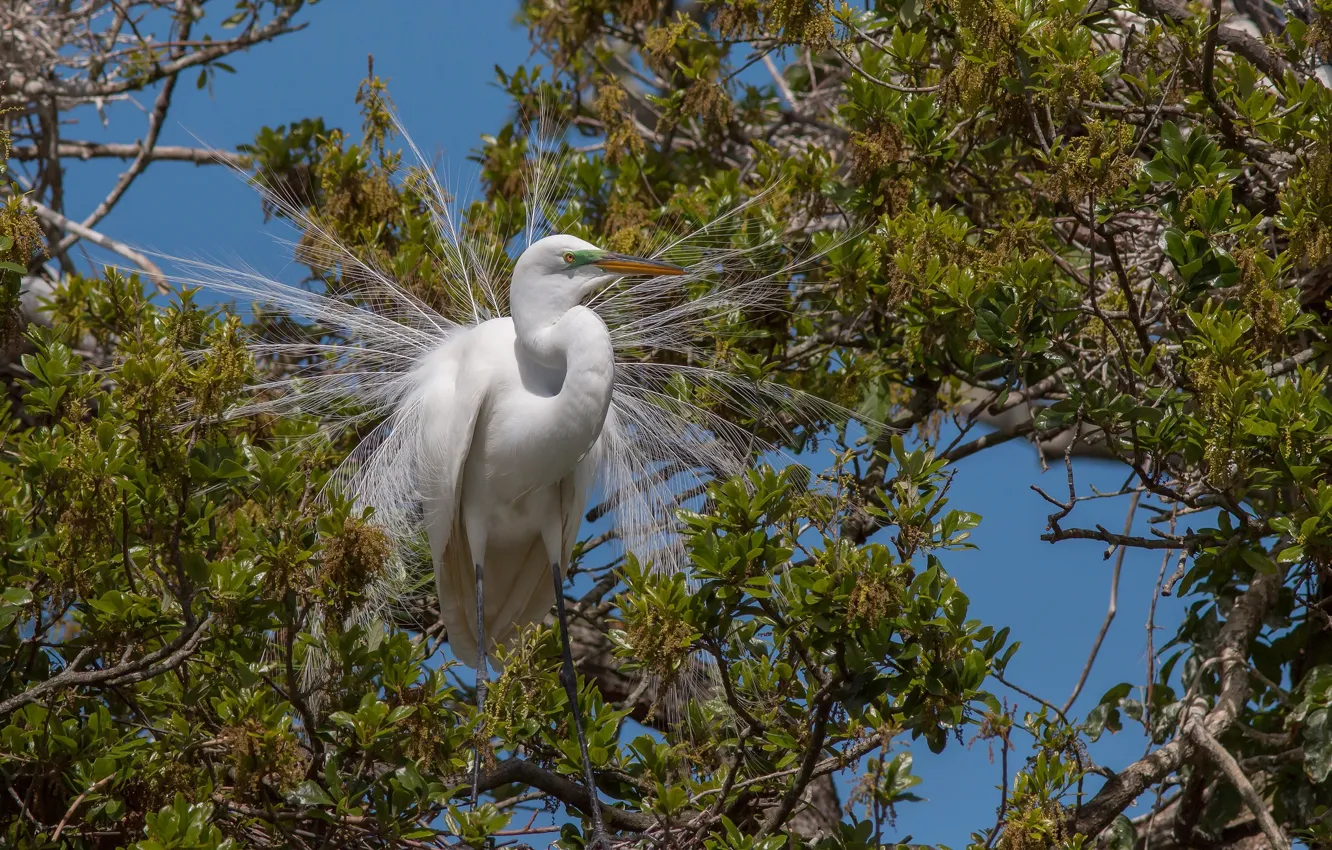 Photo wallpaper tree, white, Heron