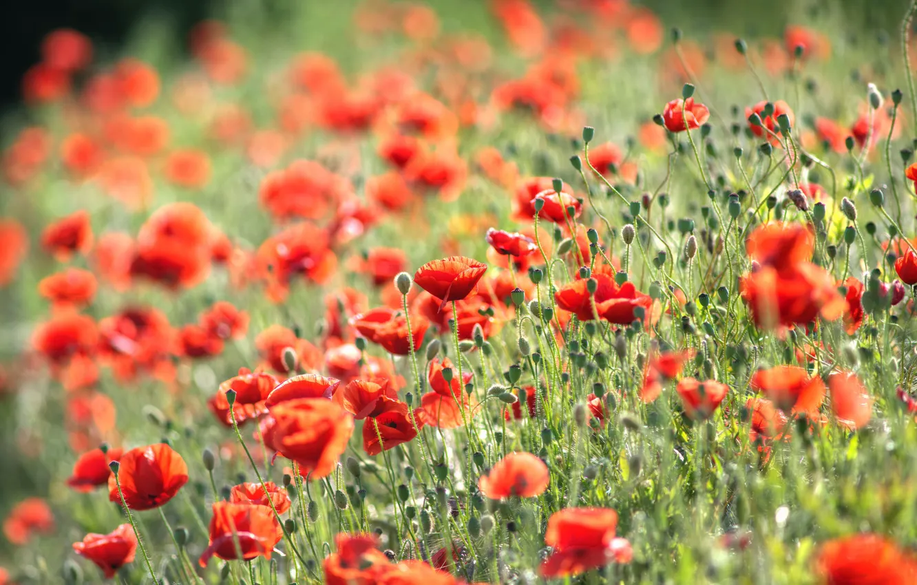 Photo wallpaper summer, flowers, red, Maki, blur, meadow, bokeh, poppy field