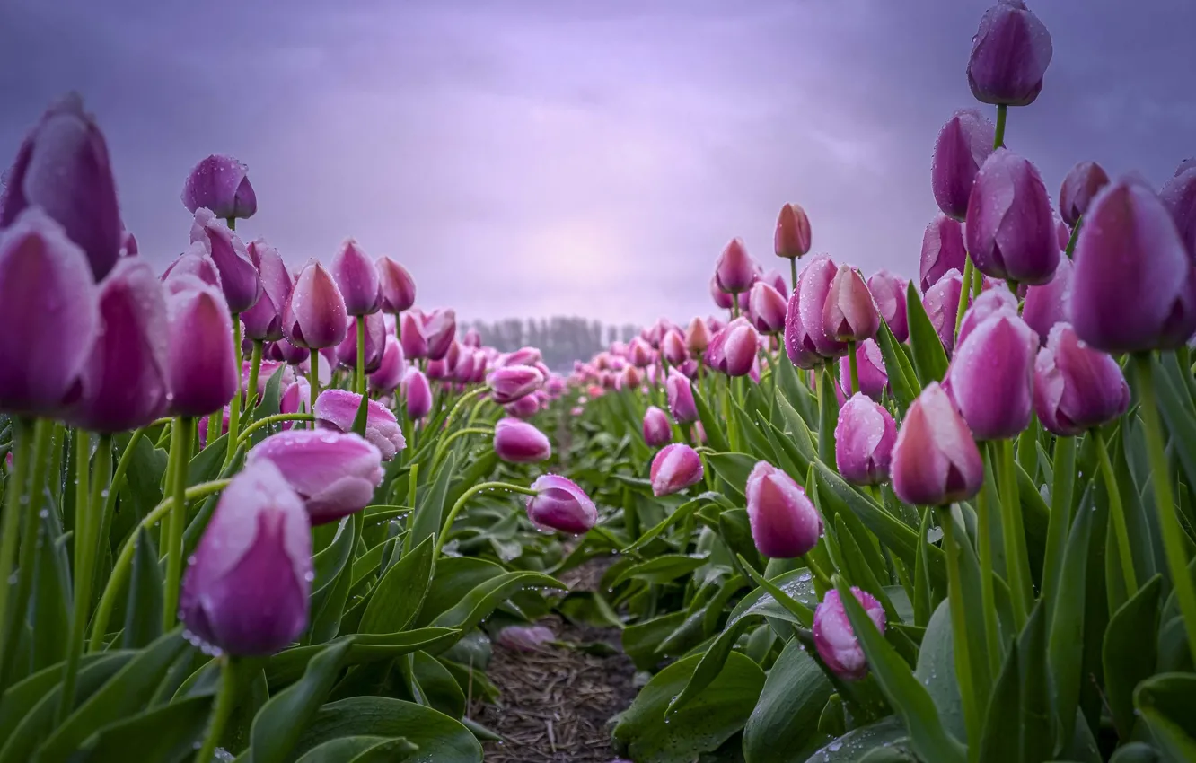Photo wallpaper field, the sky, clouds, drops, flowers, spring, after the rain, tulips