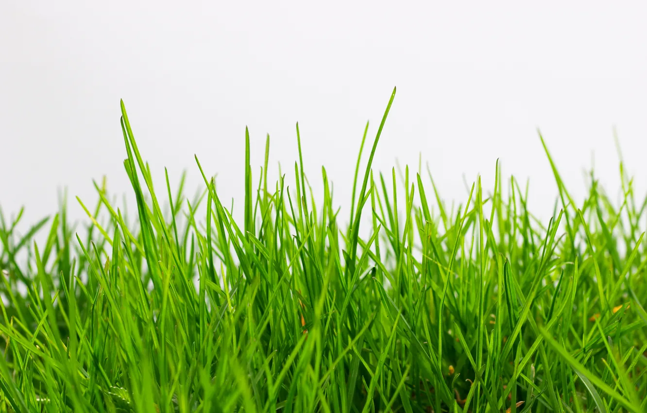 Photo wallpaper grass, white background, green