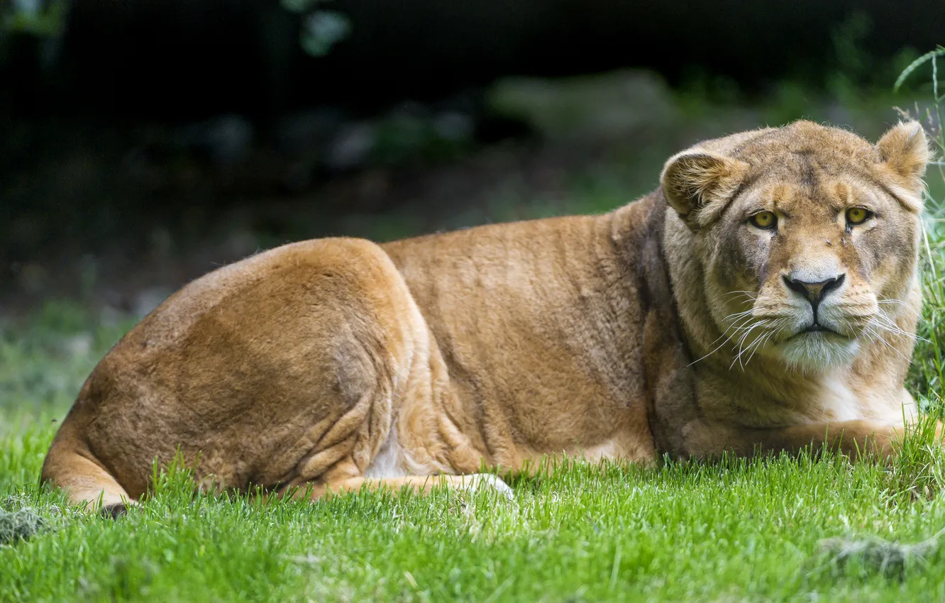 Photo wallpaper cat, grass, look, lioness, ©Tambako The Jaguar