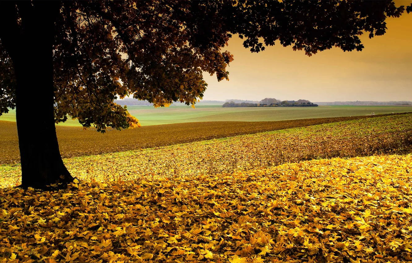 Photo wallpaper field, autumn, nature, tree, foliage