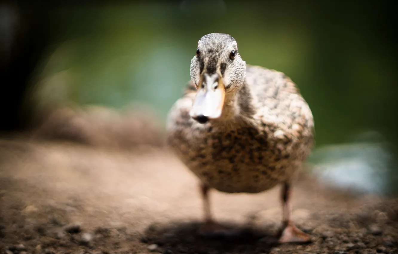 Photo wallpaper nature, background, duck