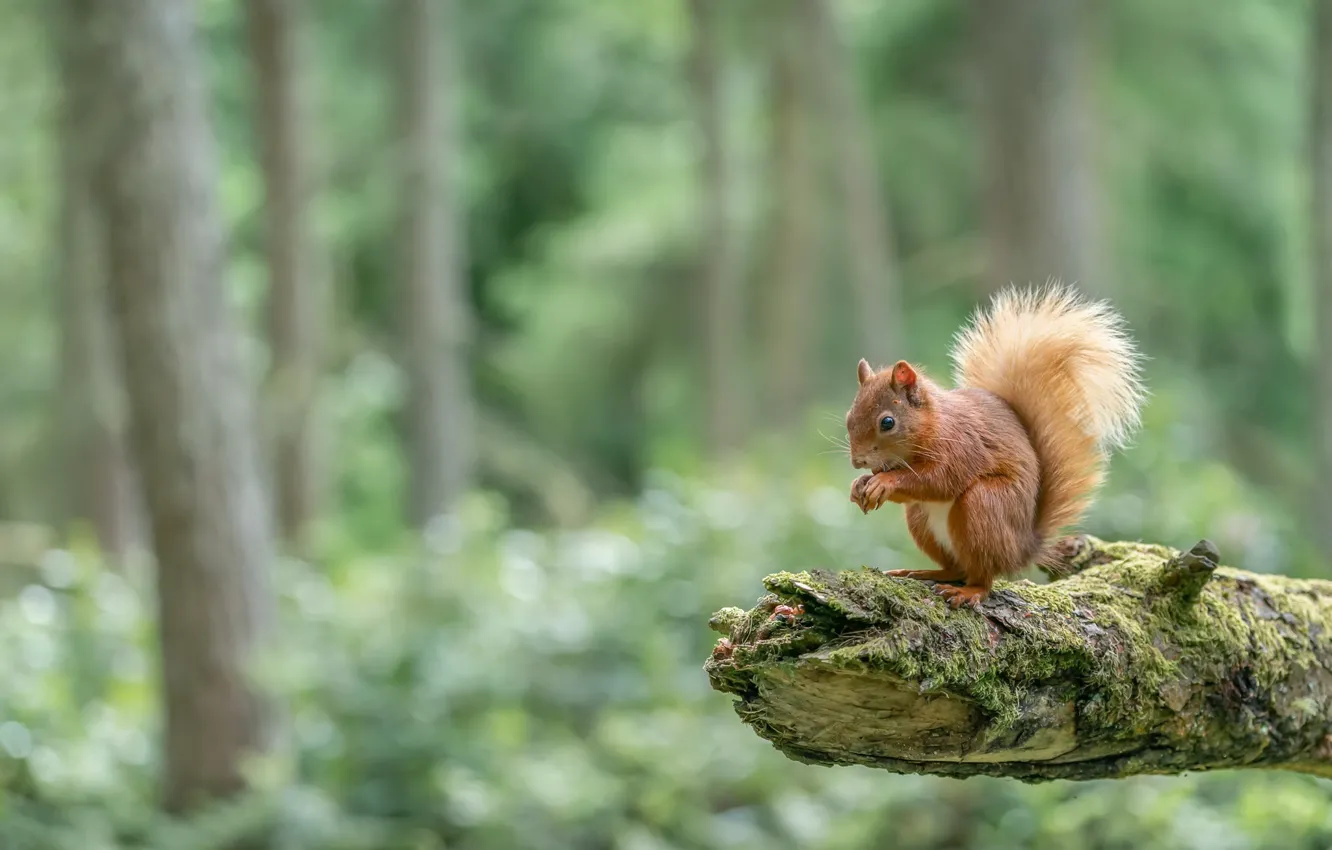 Photo wallpaper forest, nature, protein