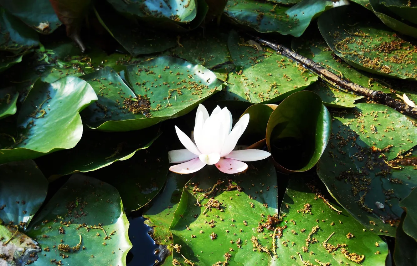 Photo wallpaper white, leaves, water Lily