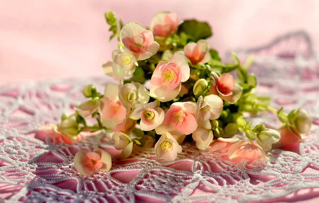 Photo wallpaper photo, Flowers, Bouquet, Begonia