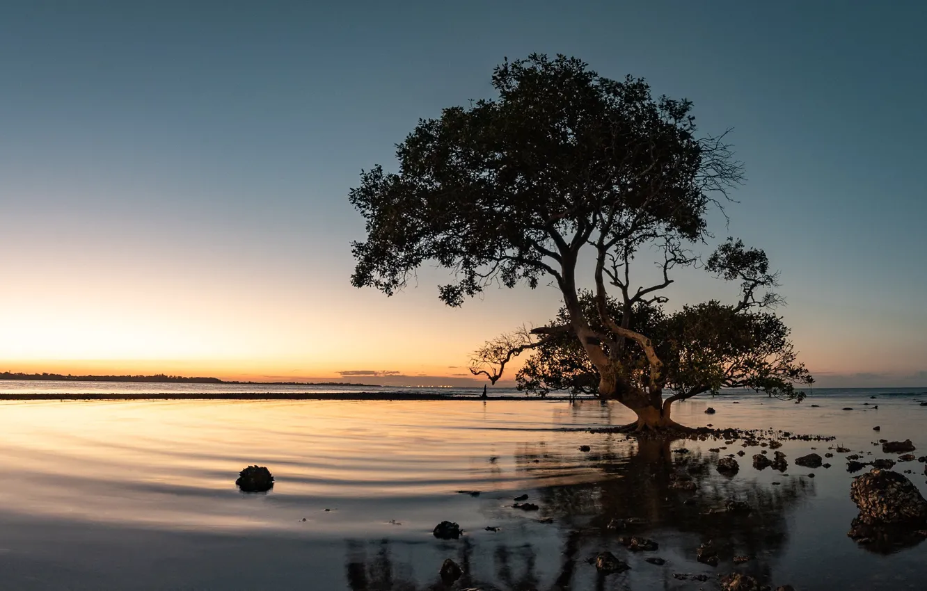 Photo wallpaper lake, tree, the evening, Fleur Walton