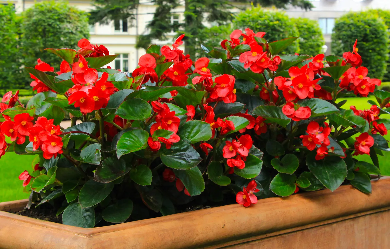 Photo wallpaper flower, leafs, blooming