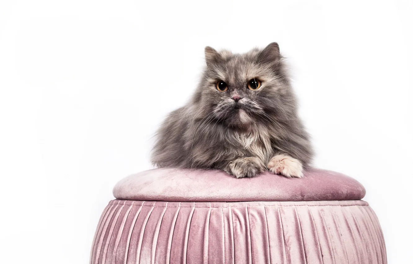 Photo wallpaper cat, cat, look, grey, fluffy, white background, lies, face