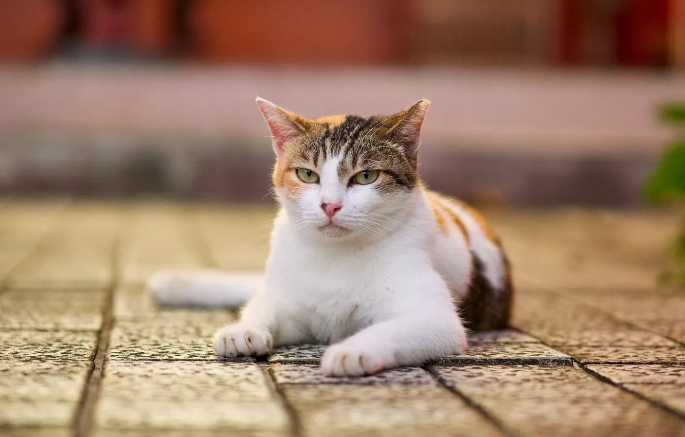 Photo wallpaper cat, cat, look, face, pose, tile, lies, bokeh