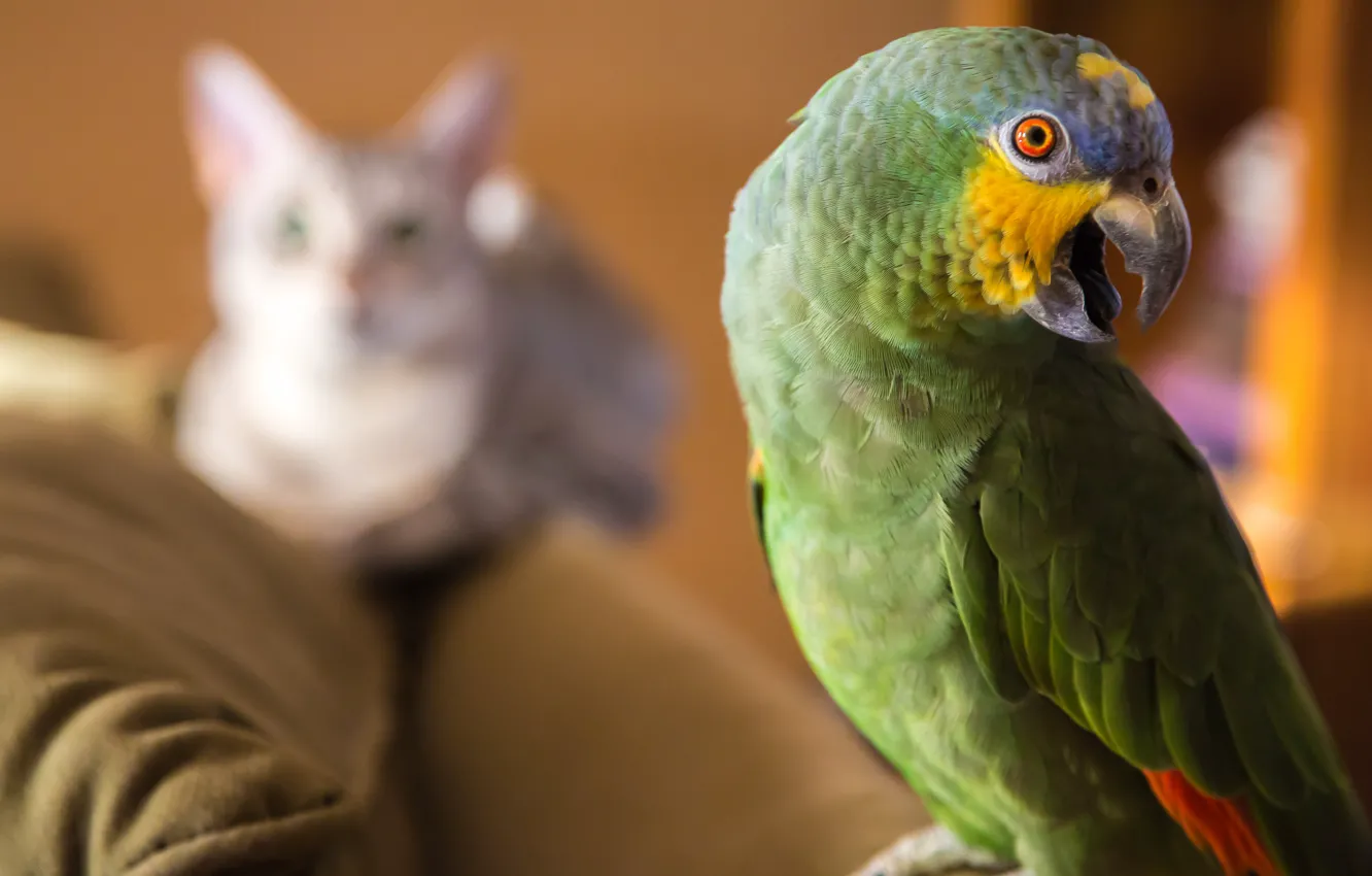 Photo wallpaper cat, bird, parrot