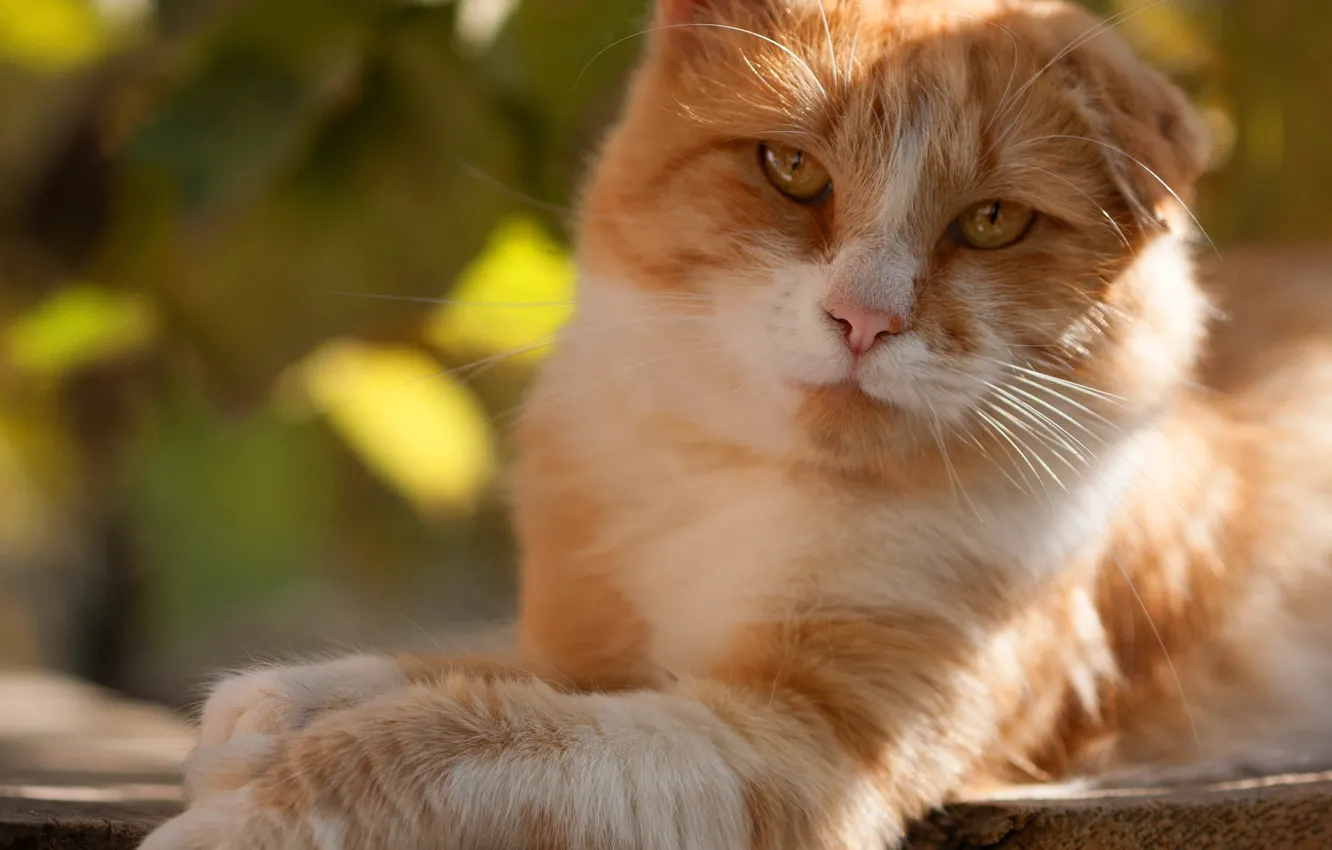 Photo wallpaper cat, cat, look, face, light, nature, pose, glare