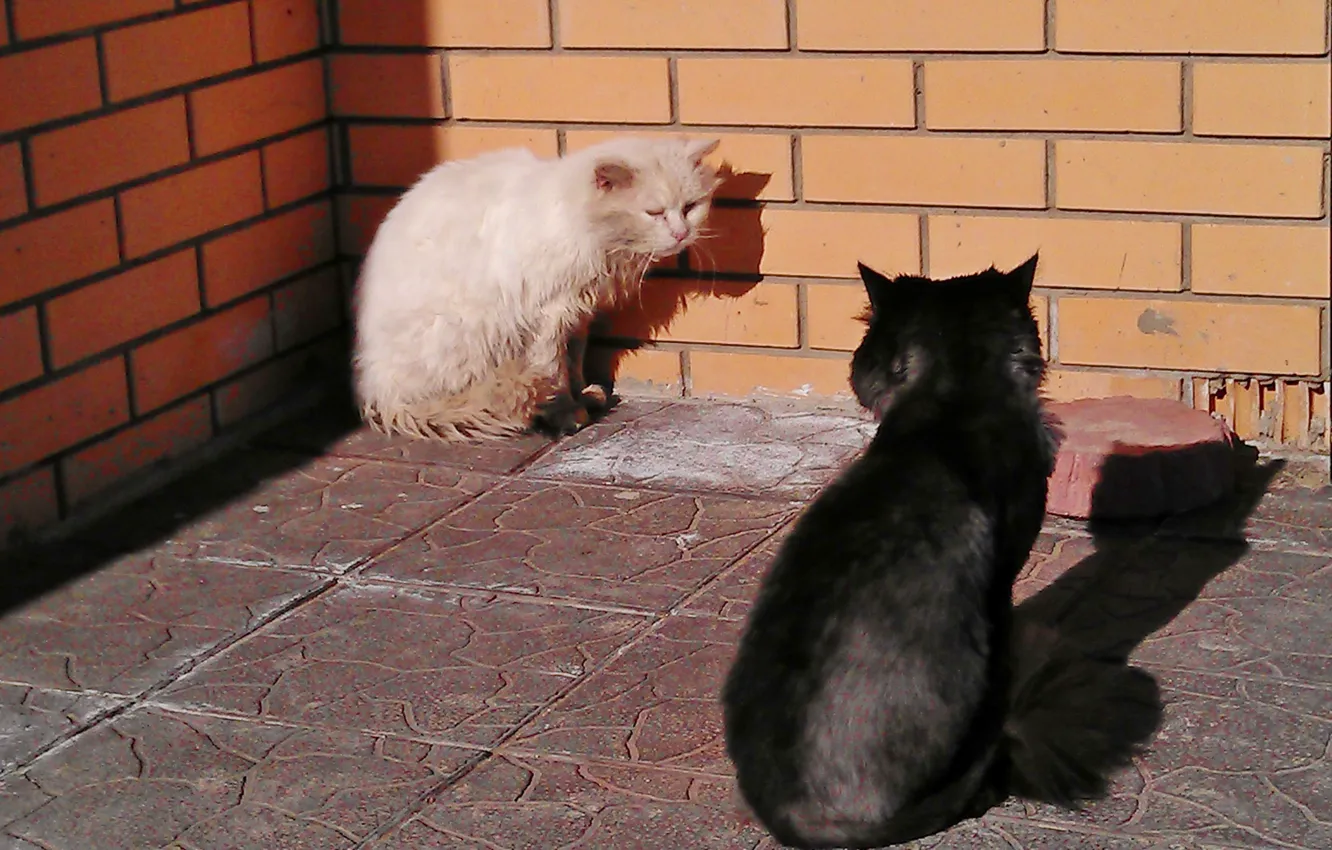 Photo wallpaper cat, spring, black and white