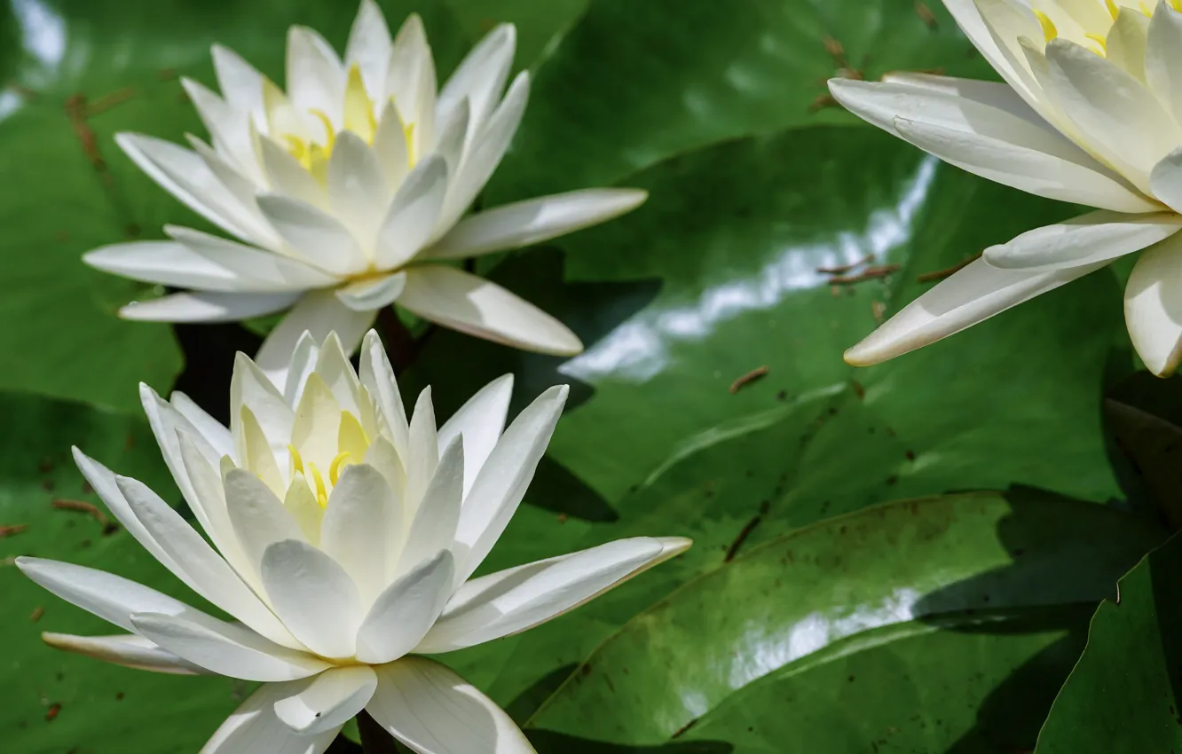 Photo wallpaper summer, nature, Lily, flowering