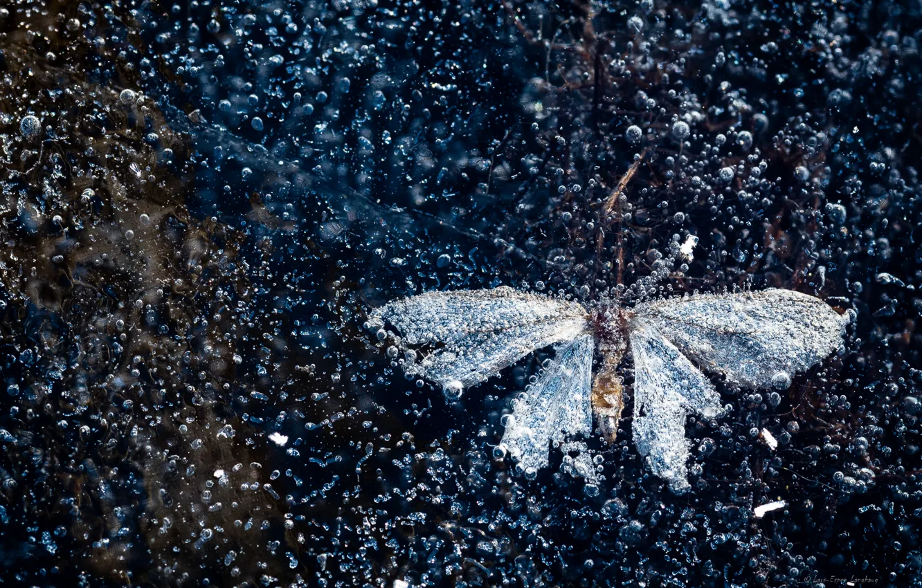 Photo wallpaper ice, butterfly, air bubbles