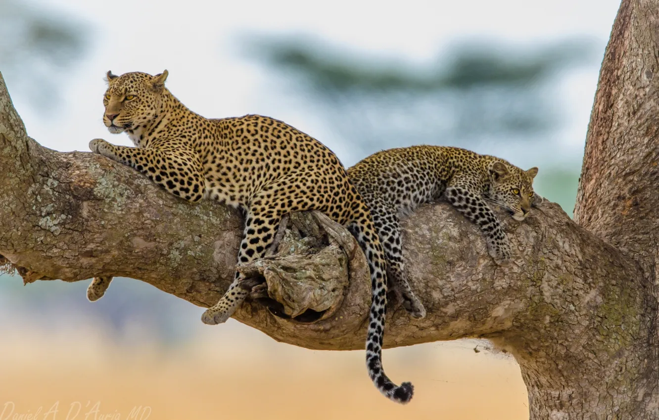 Photo wallpaper tree, stay, predator, leopard