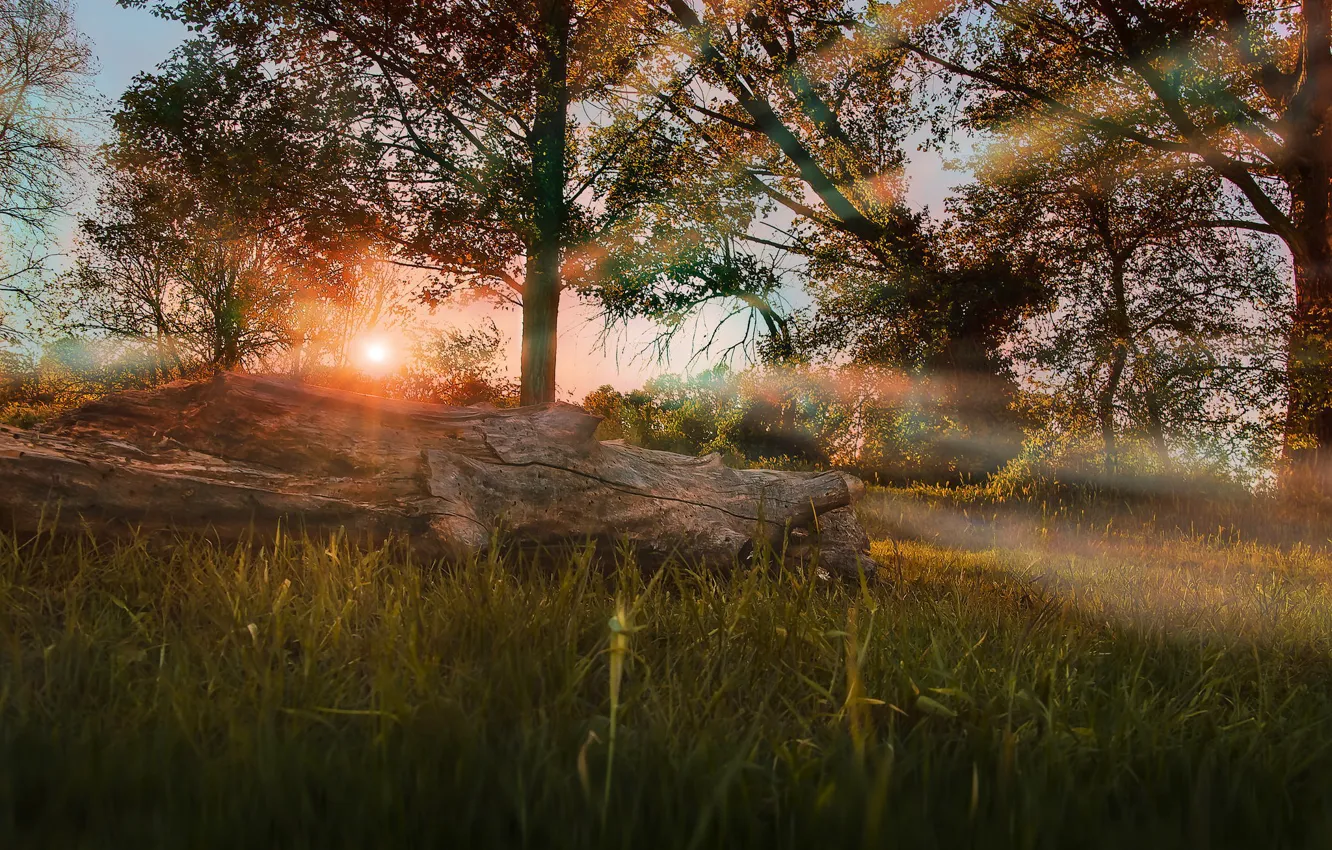 Photo wallpaper autumn, forest, the sun, nature