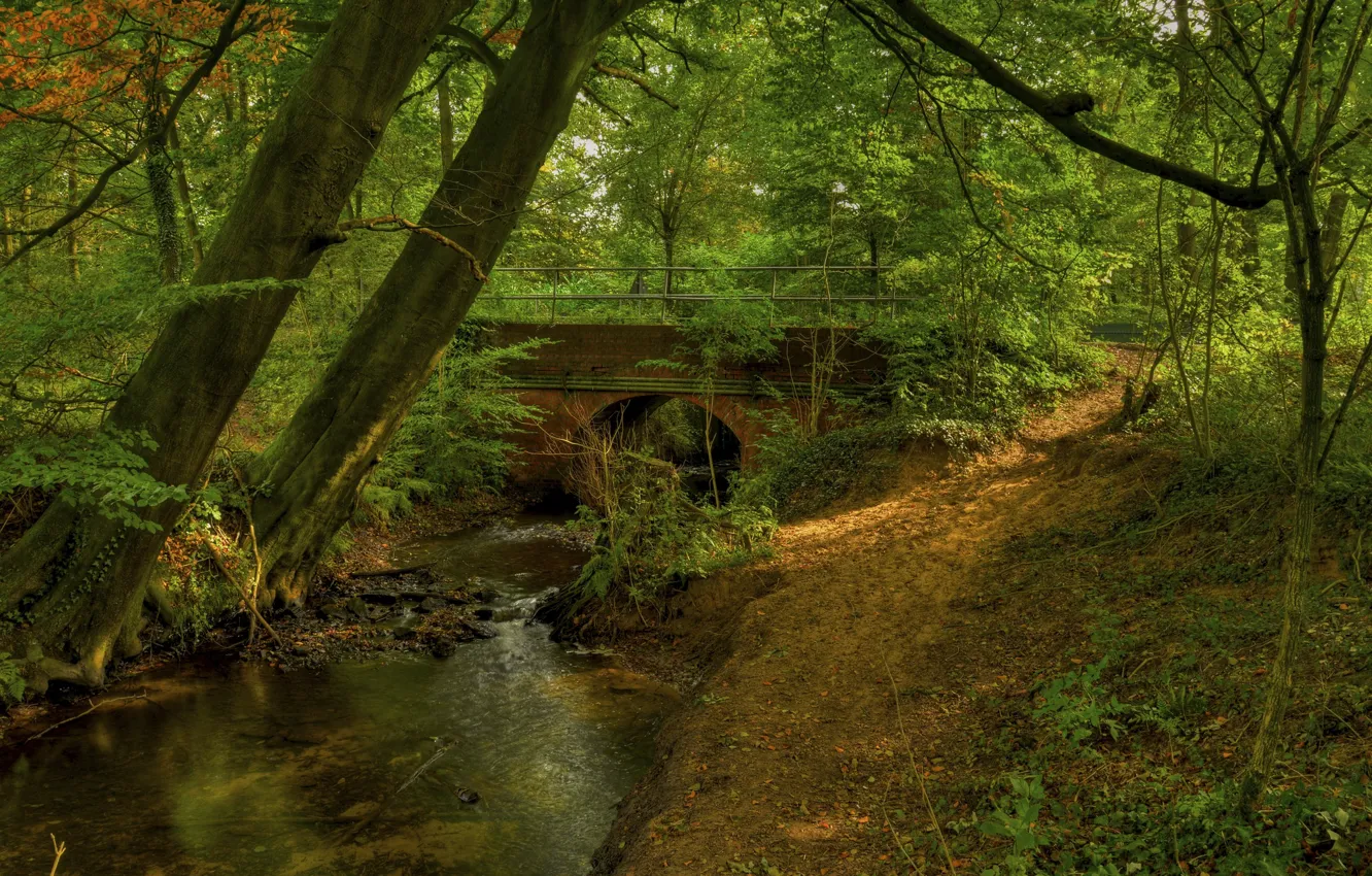 Photo wallpaper forest, trees, bridge, river, arch