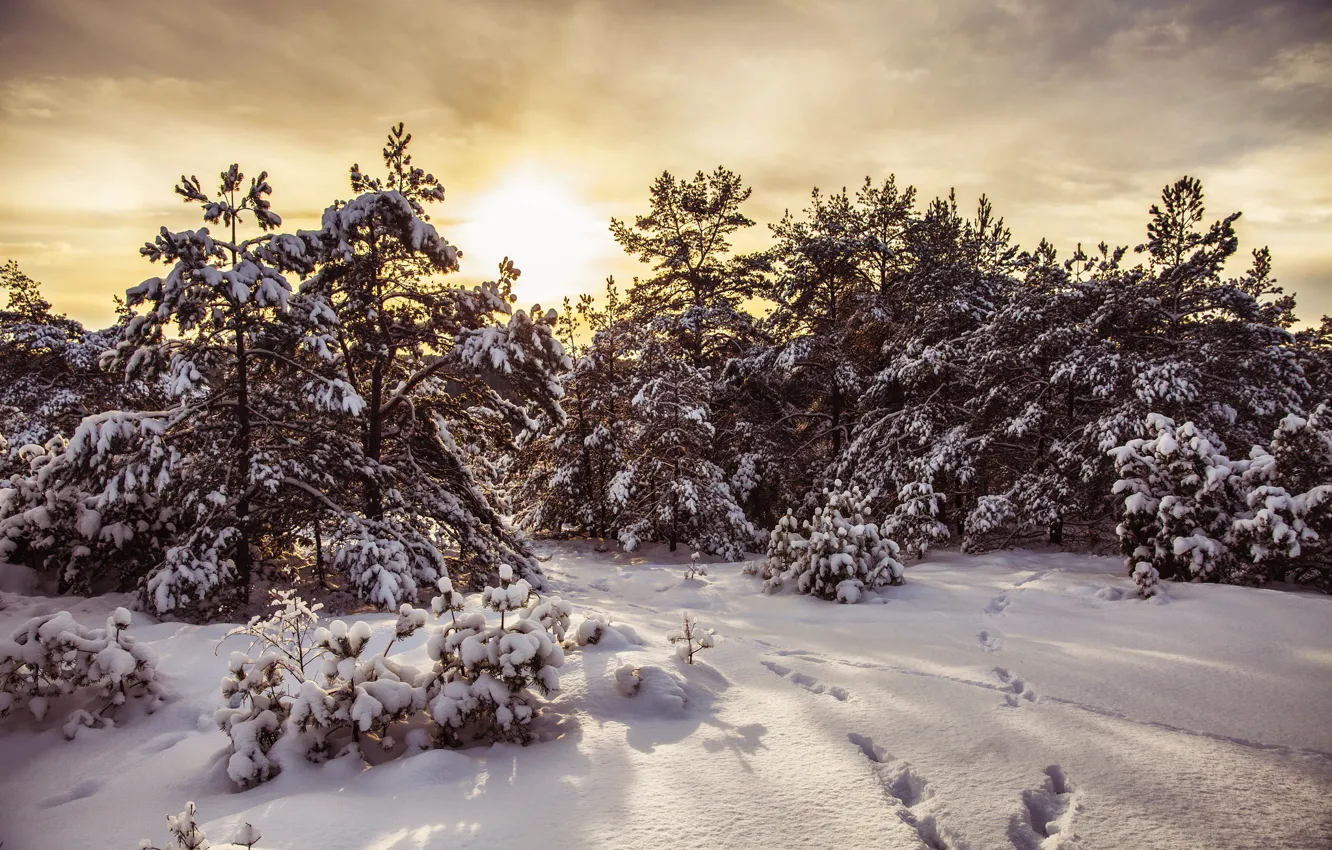 Photo wallpaper winter, forest, snow