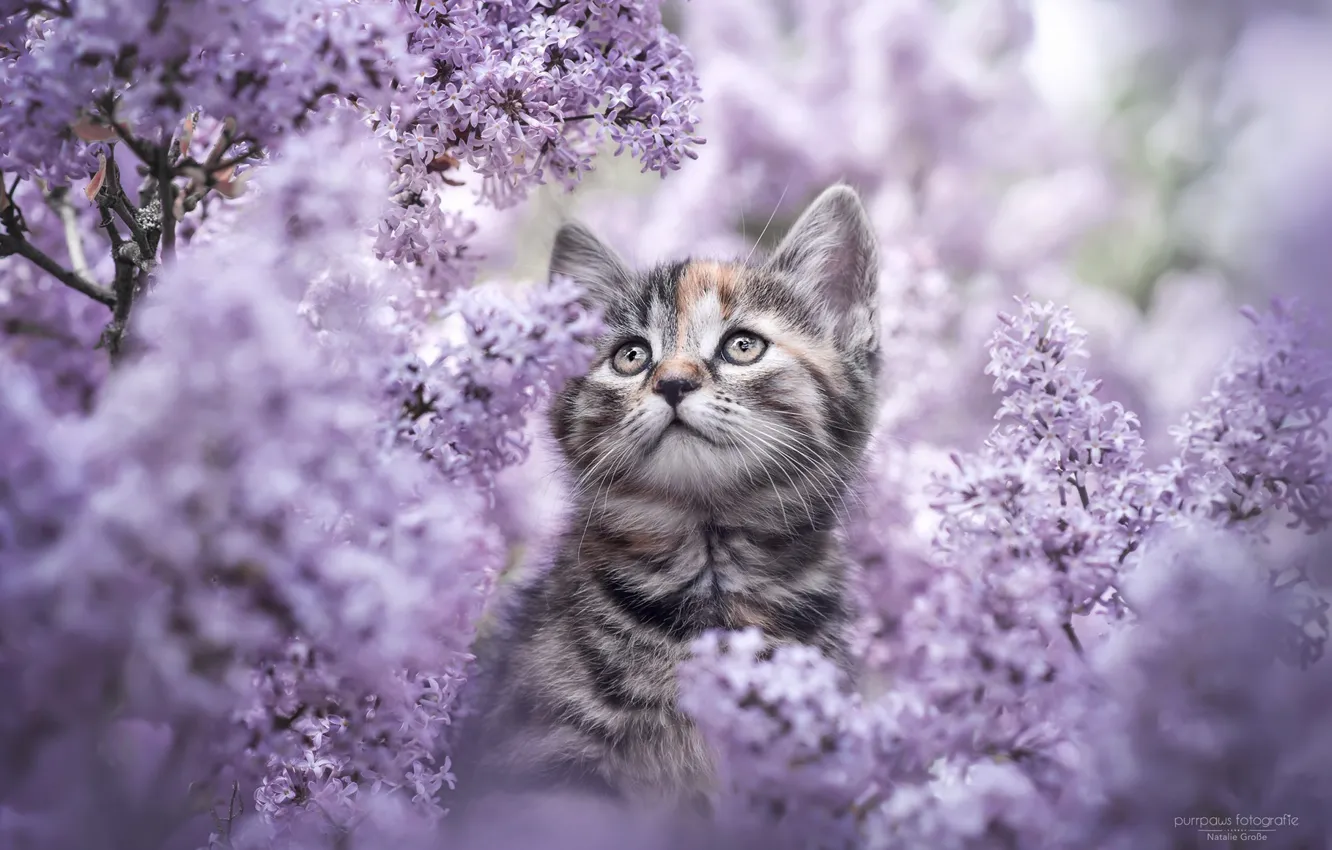 Photo wallpaper flowers, nature, kitty, lilac, Natalie Gross