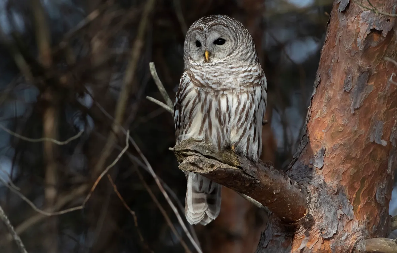 Photo wallpaper forest, trees, branches, the dark background, owl, bird, trunk, bark