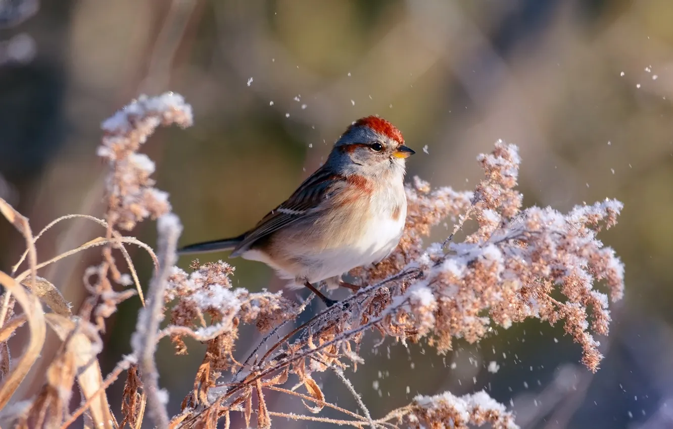 Photo wallpaper winter, snow, branches, bird, bokeh