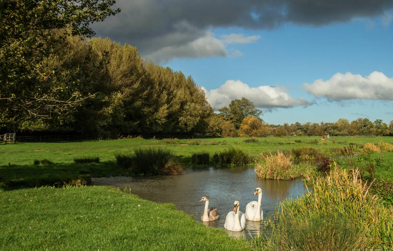 Photo wallpaper summer, the sky, grass, clouds, trees, nature, lake, pond