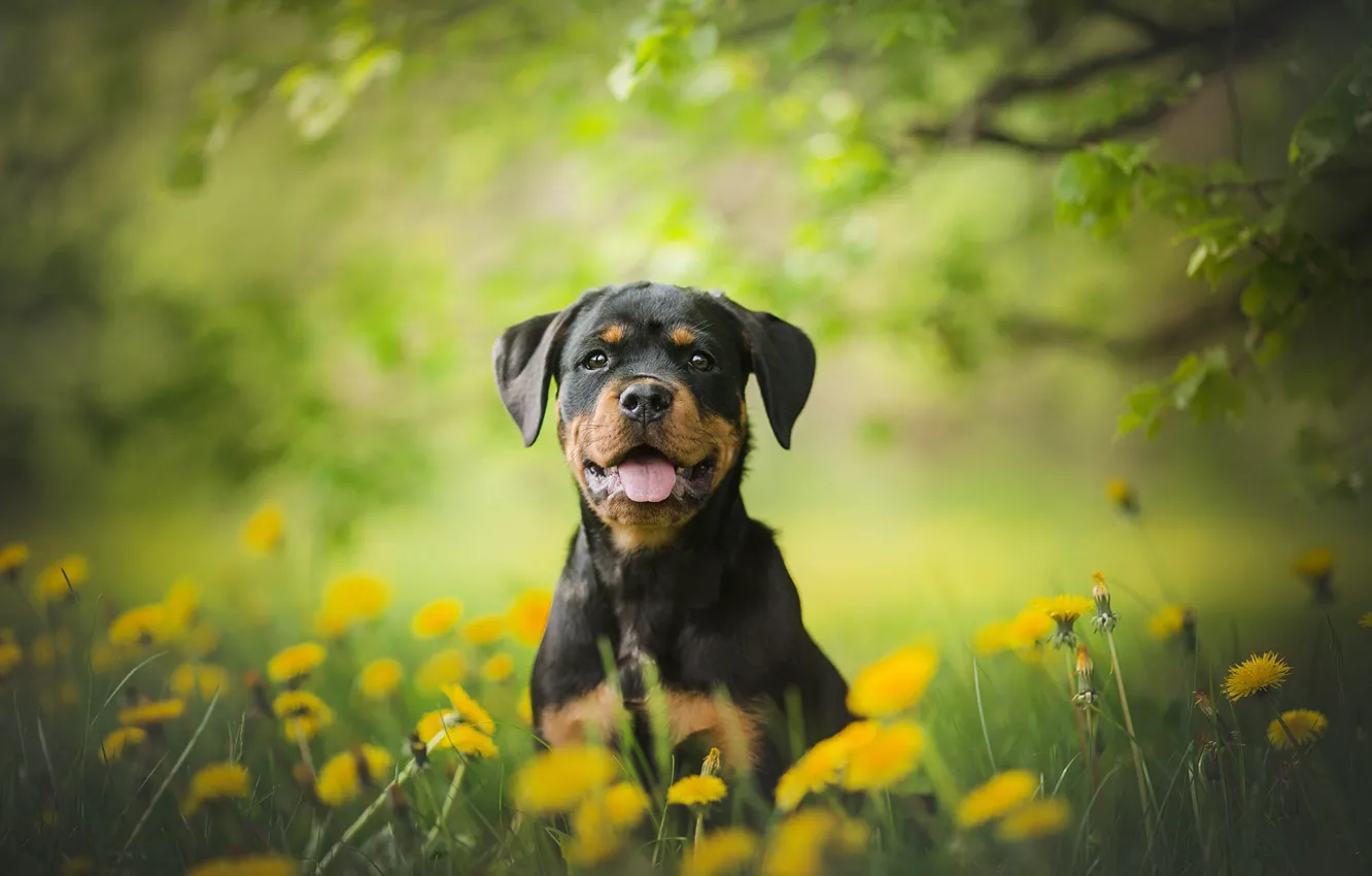 Photo wallpaper flowers, dog, Rottweiler, puppy, dandelions, bokeh