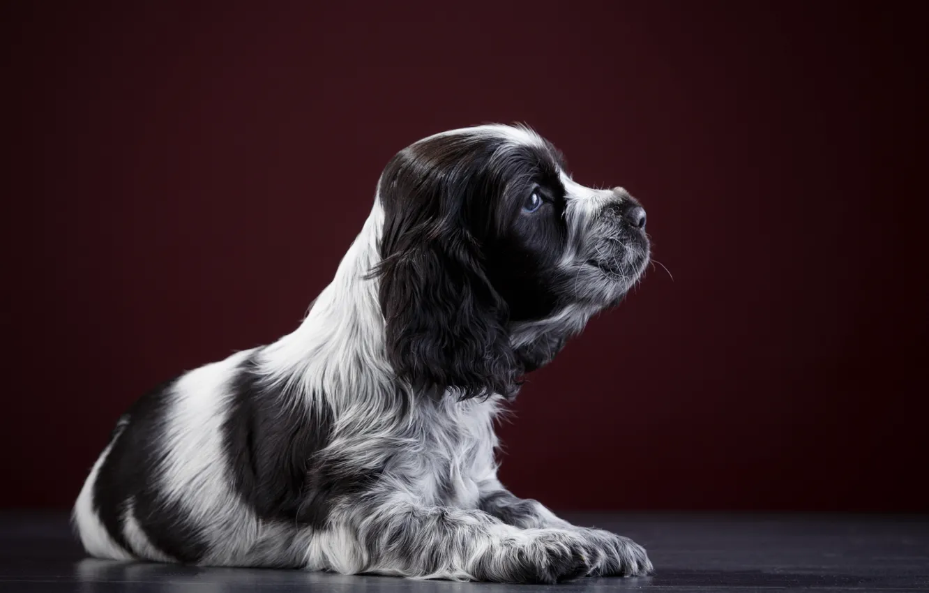 Photo wallpaper puppy, Spaniel, spotted