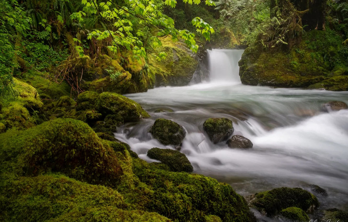 Photo wallpaper forest, river, stones, waterfall, moss, Washington, Washington State, North Cascades National Park